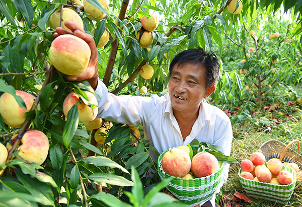 砀山县秋桃成熟上市